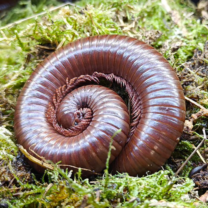 Chocolate Millipede