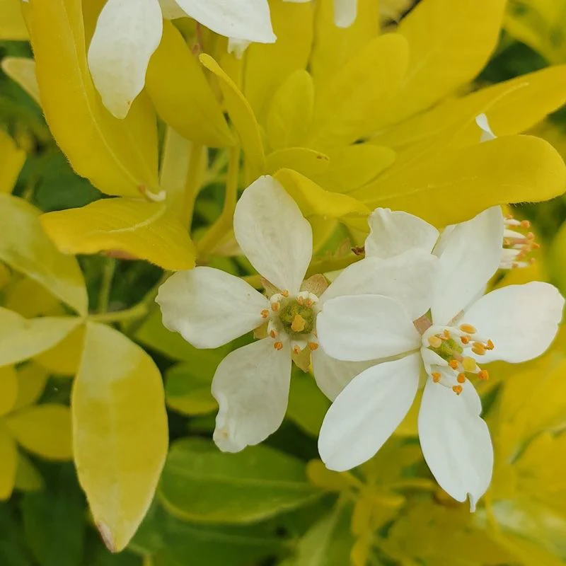 Choisya ternata 'Sundance'(Brica) / 25-30 CM C2 - Image 2