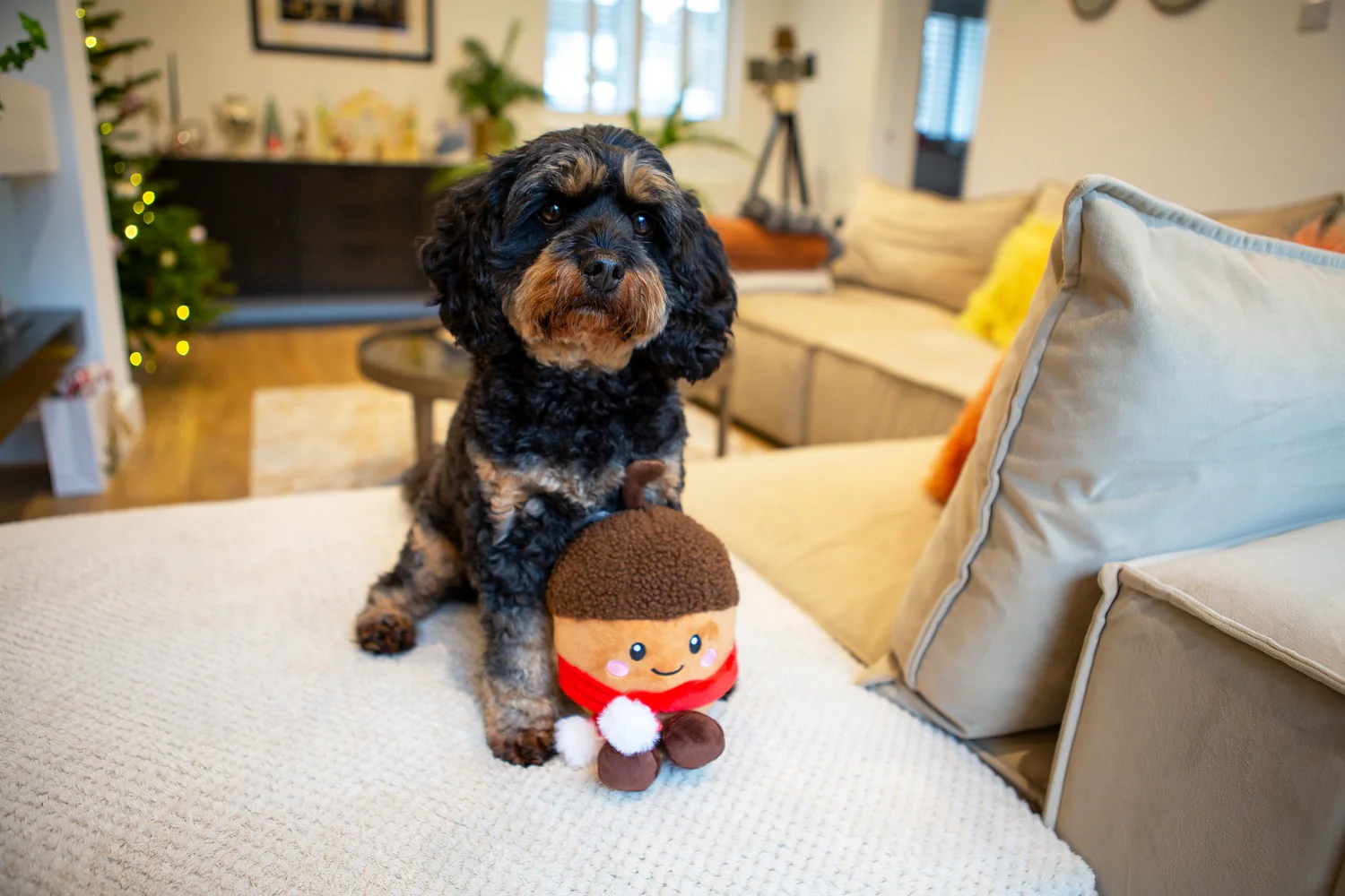 Christmas Chestnut Dog Toy - Image 2