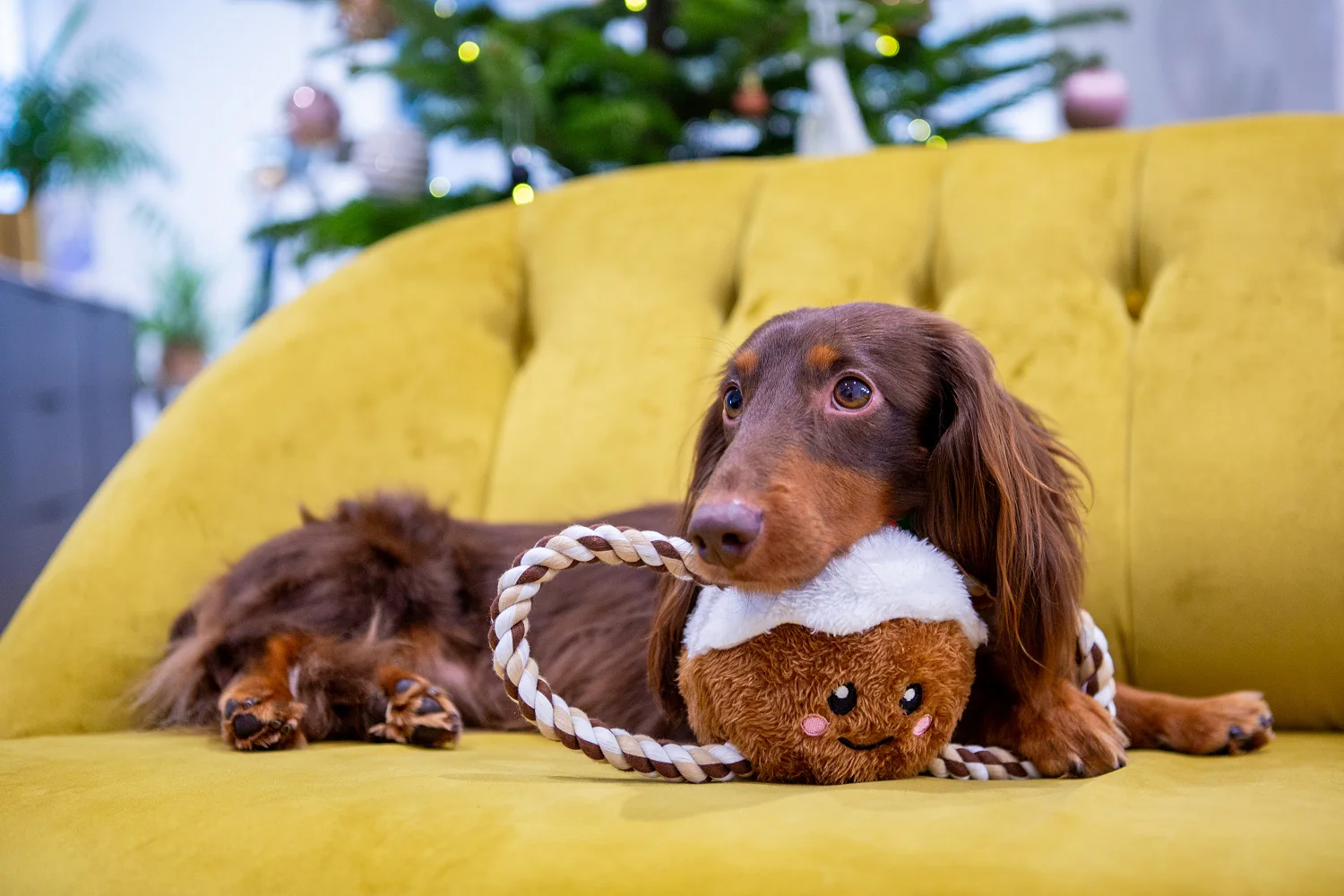 Christmas Pudding Tug of War Rope Dog Toy - Image 2