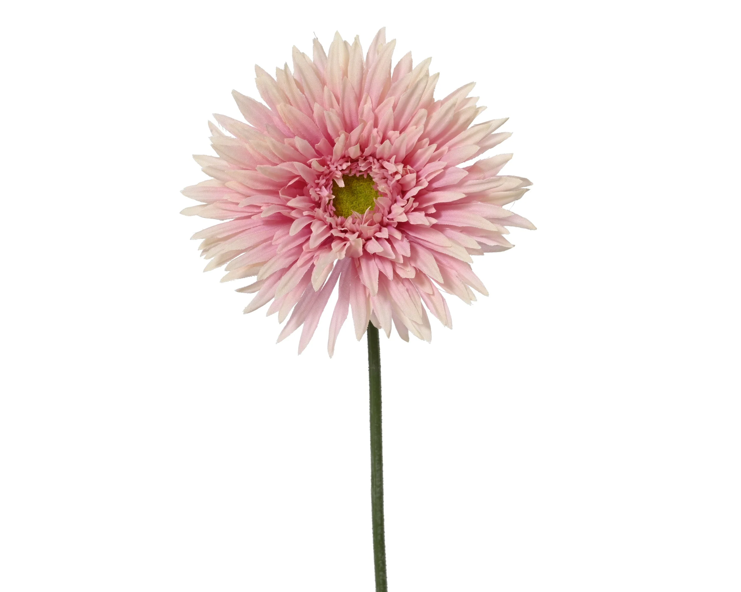 Chrysanthemum pink