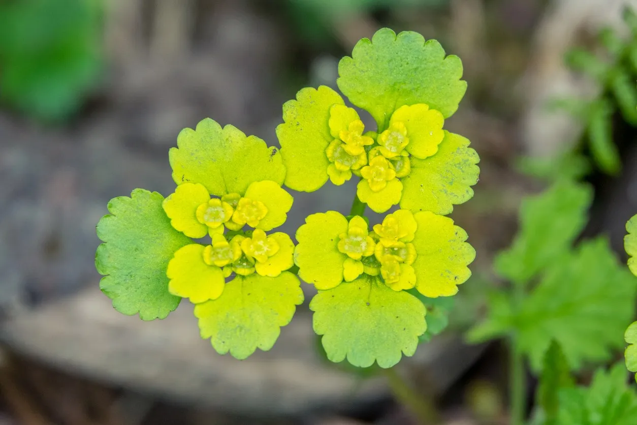 Chrysosplenium alternifolium | Golden Saxifrage P9 - Image 2