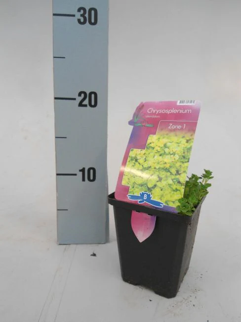 Chrysosplenium alternifolium | Golden Saxifrage P9 - Image 3