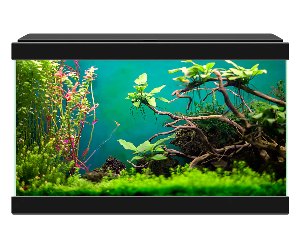 Ciano Aqua 20 Classic Black With Filter (17 Litre) - Image 2