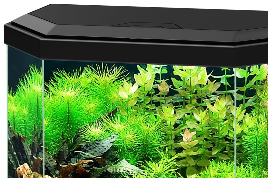 Ciano Aqua 30 Hex Black With LED Lights & Filter 25 Litre - Image 5