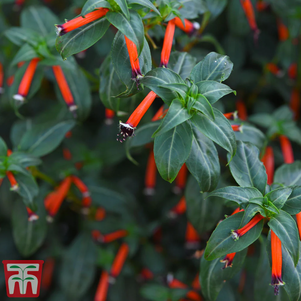 Cigar Plant - House Plant Seeds - Image 2