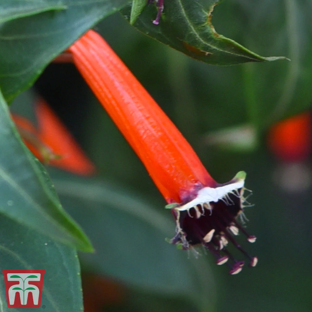 Cigar Plant - House Plant Seeds - Image 3
