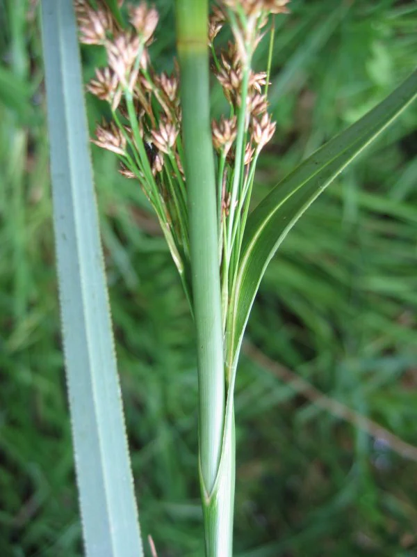 Cladium mariscus | Great Fen-Sedge P9