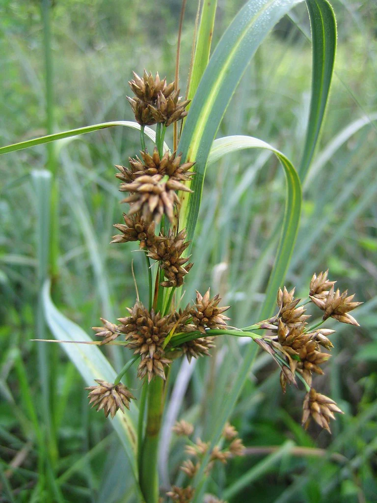 Cladium mariscus | Great Fen-Sedge P9 - Image 2