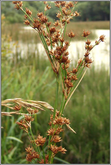 Cladium mariscus | Great Fen-Sedge P9 - Image 3