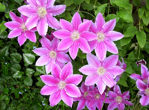 Clematis 'Dr Ruppel' 2 Litre, 4 canes - Image 3
