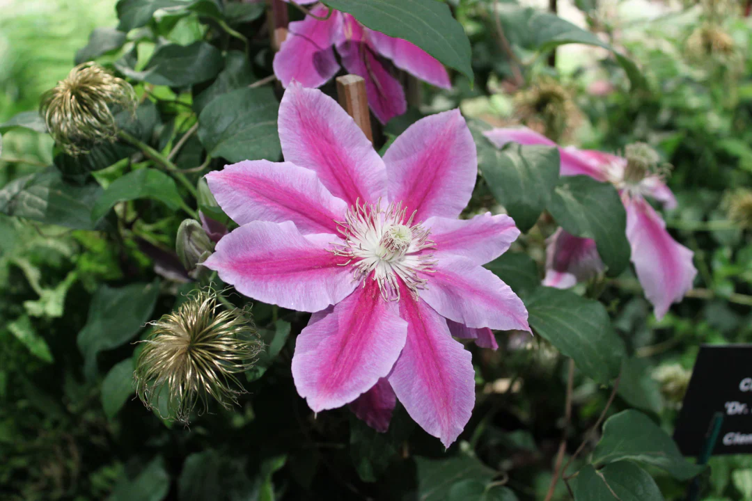 Clematis 'Dr Ruppel' 2 Litre, 4 canes - Image 4