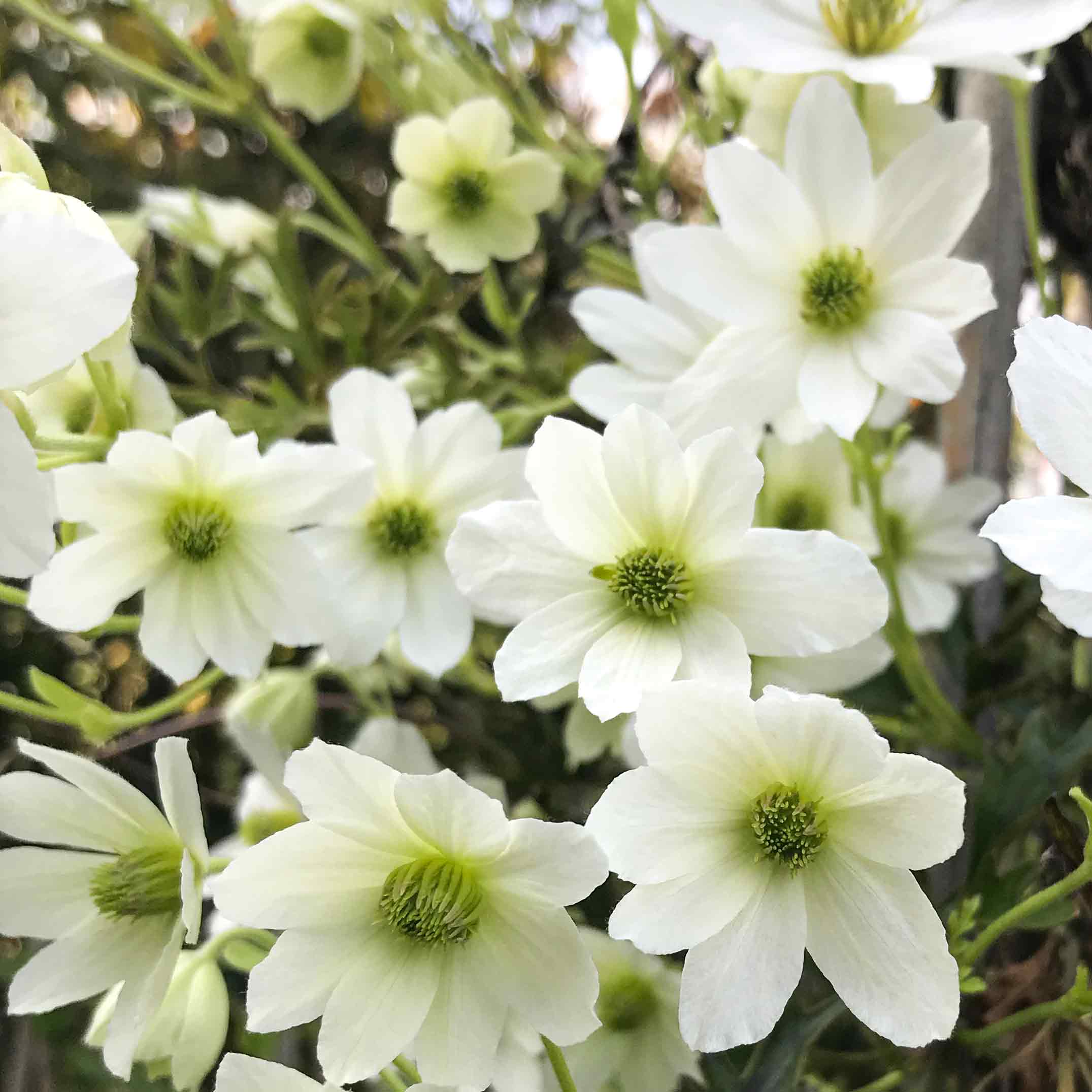 Clematis 'Early Sensation' (2 Litre) - Image 2