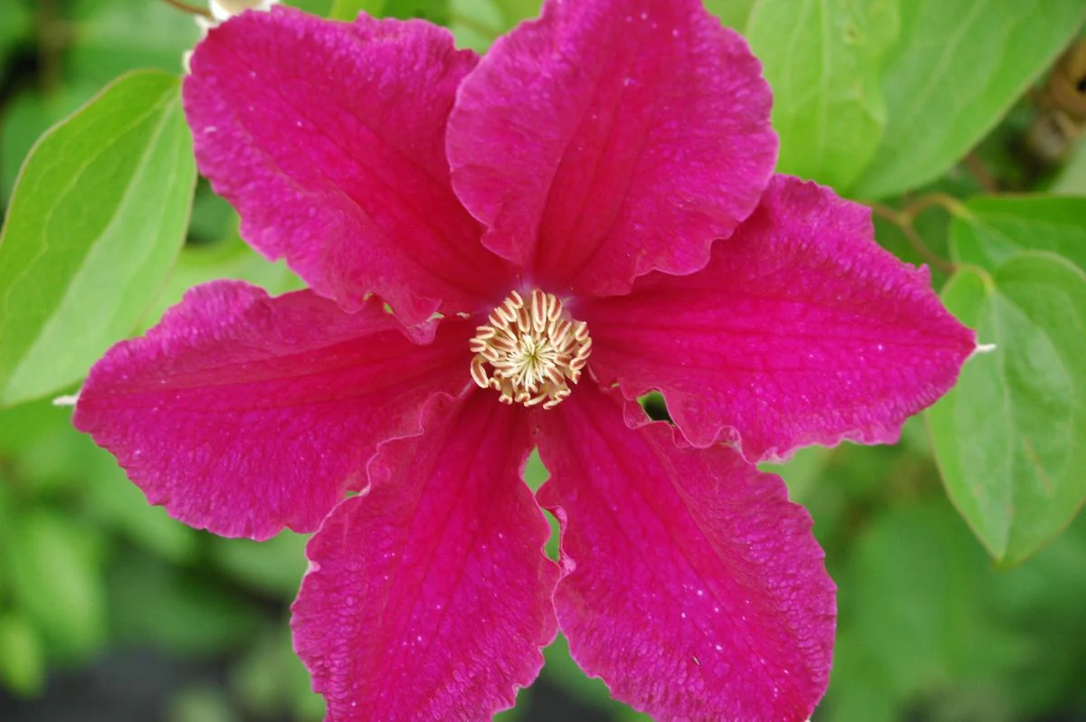 Clematis 'Ernest Markham' - Image 3