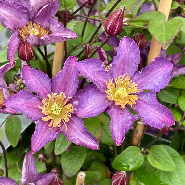 Clematis 'Exciting' 2 Litre, single cane