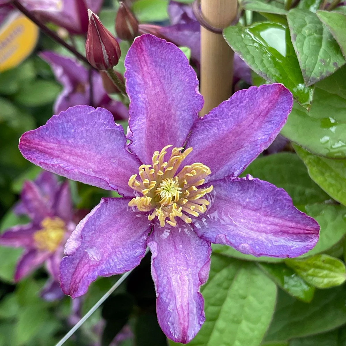 Clematis 'Exciting' 2 Litre, single cane - Image 2