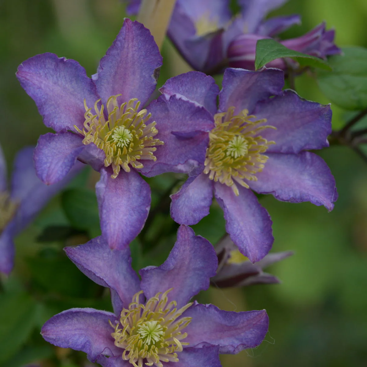 Clematis 'Exciting' 2 Litre, single cane - Image 3