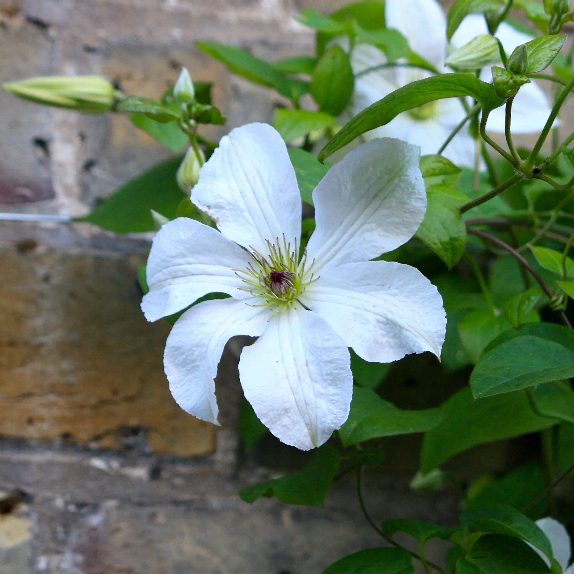 Clematis 'Forever Friends' - Image 2
