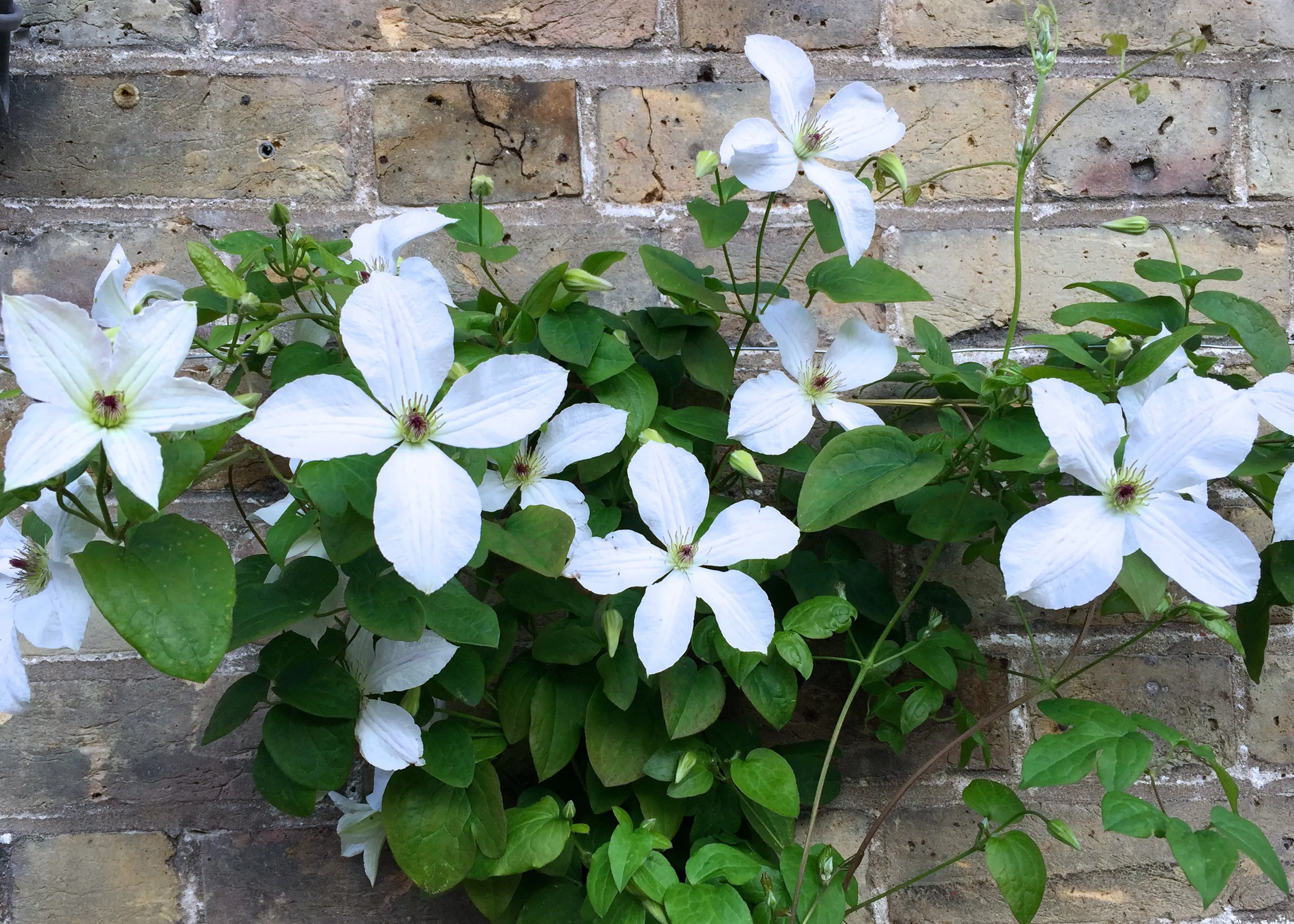Clematis 'Forever Friends' - Image 3