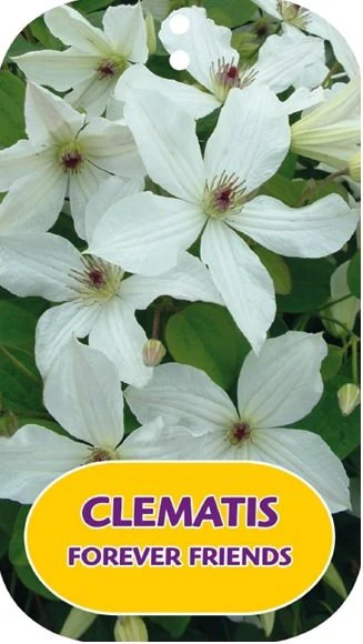 Clematis 'Forever Friends' - Image 4