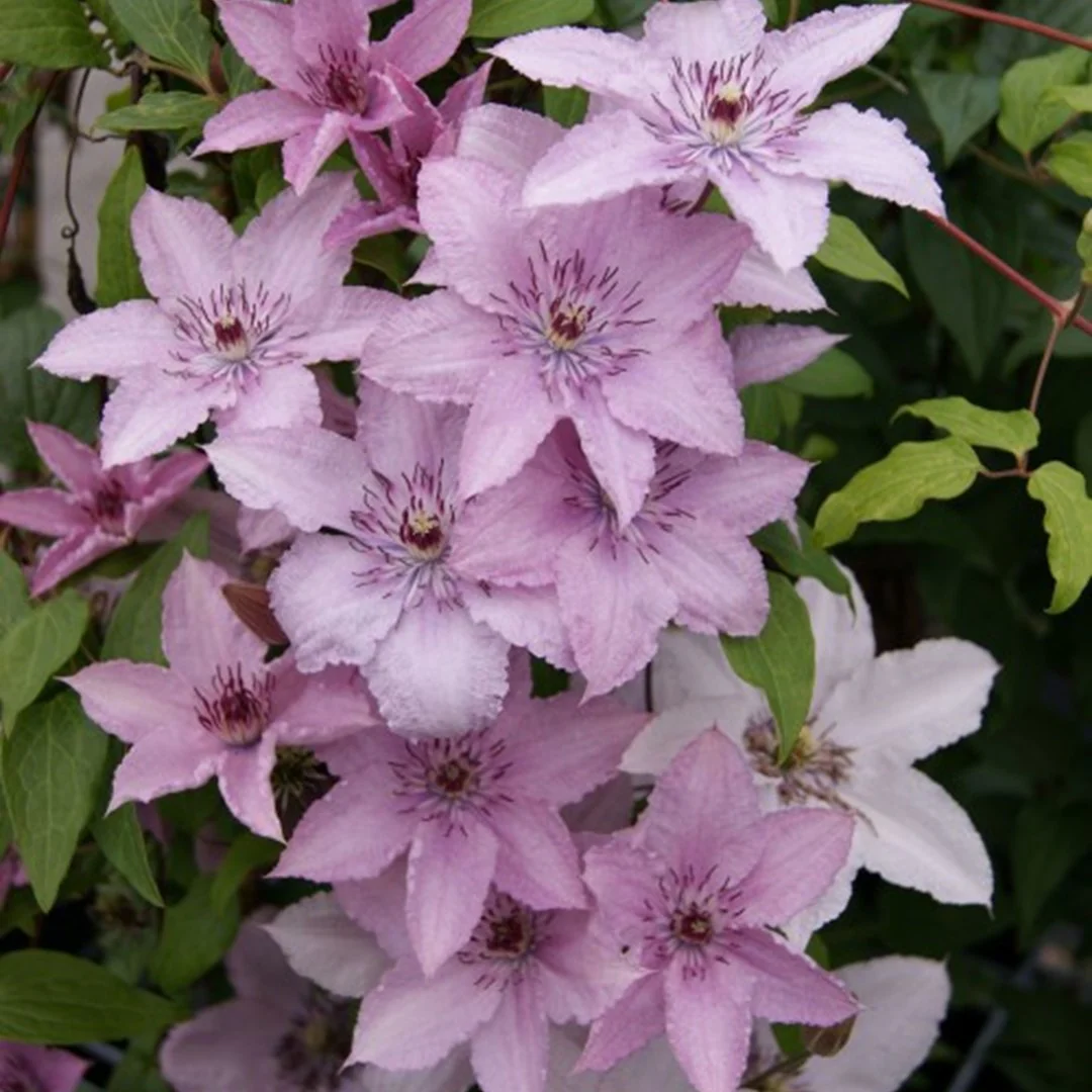 Clematis Hagley Hybrid - Image 3