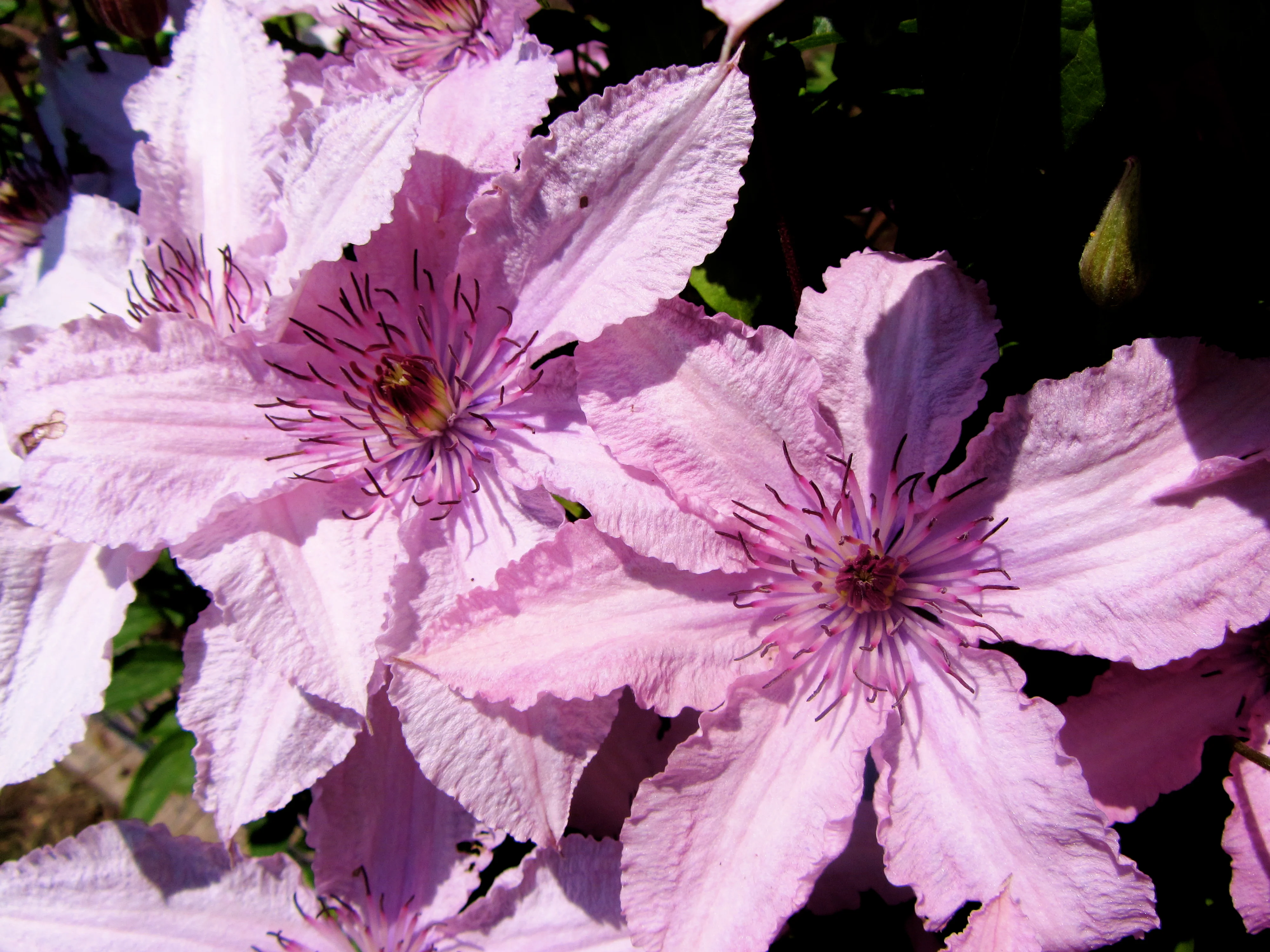 Clematis Hagley Hybrid - Image 4