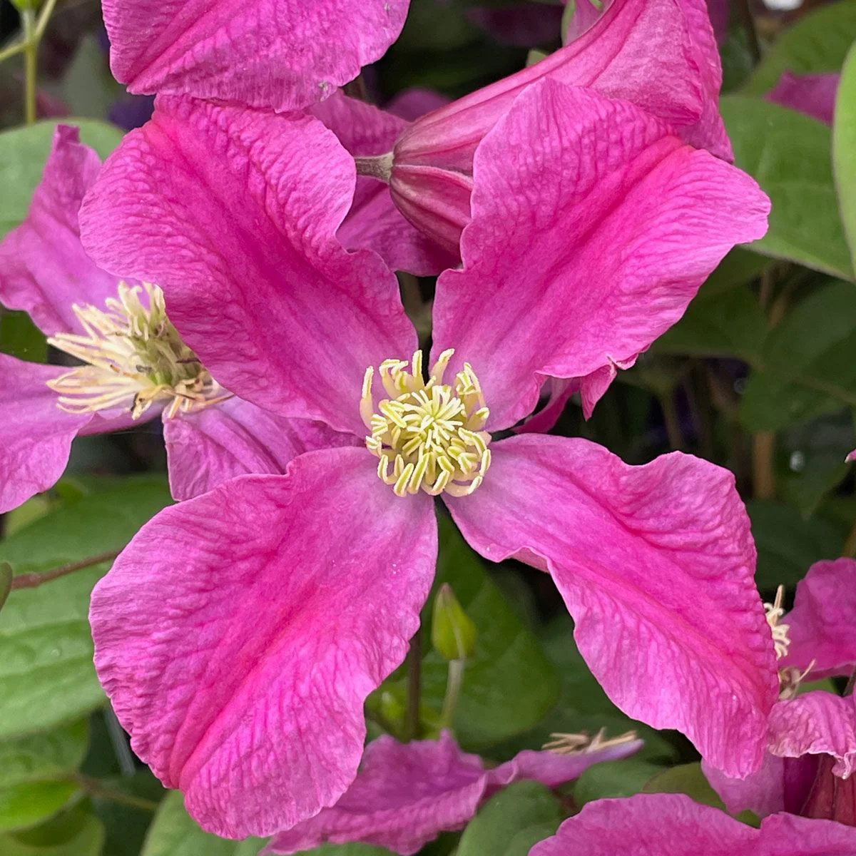 Clematis 'Inspiration'