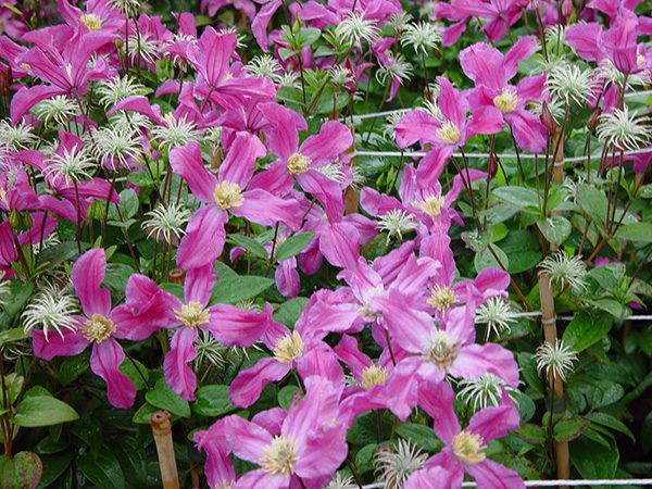 Clematis 'Inspiration' - Image 2