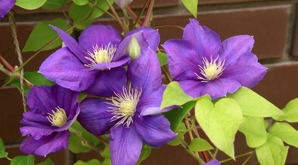 Clematis 'Jackmanii' 2 Litre - Image 2