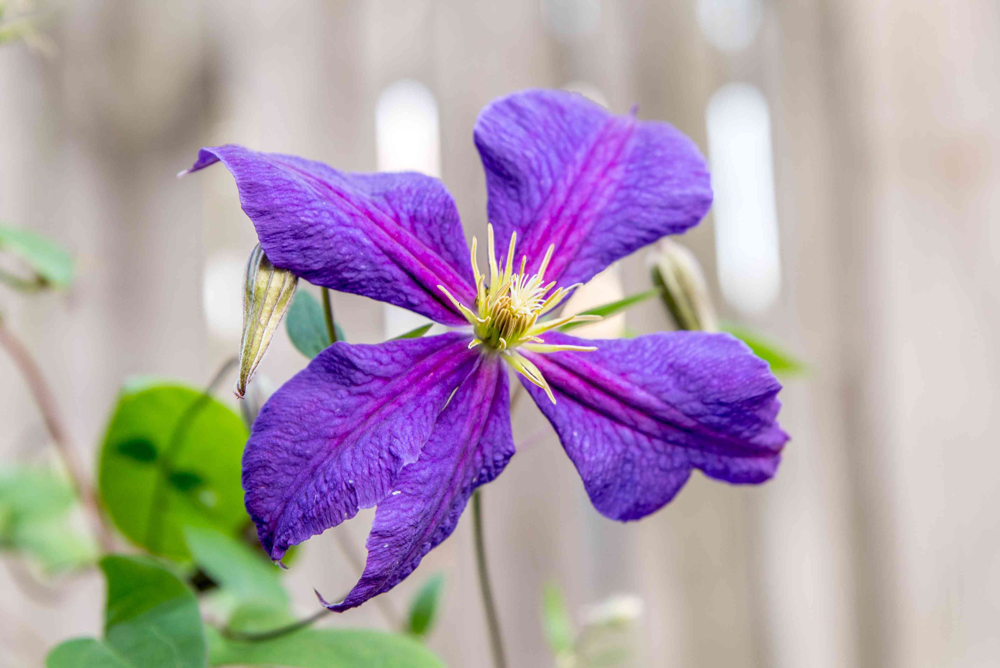Clematis 'Jackmanii' 2 Litre - Image 3