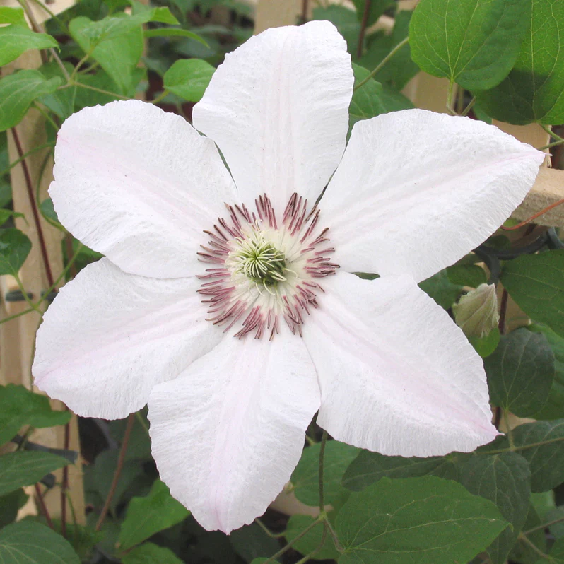 Clematis 'John Paul II' (2.25 Litre) - Image 3