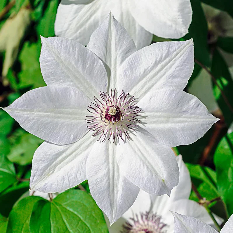 Clematis 'Miss Bateman' 2 Litre (4 Cane)