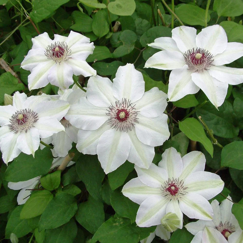 Clematis 'Miss Bateman' 2 Litre (4 Cane) - Image 2