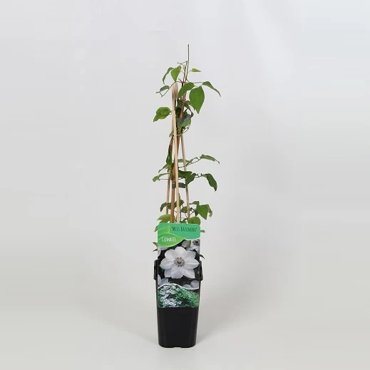 Clematis 'Miss Bateman' 2 Litre (4 Cane) - Image 3