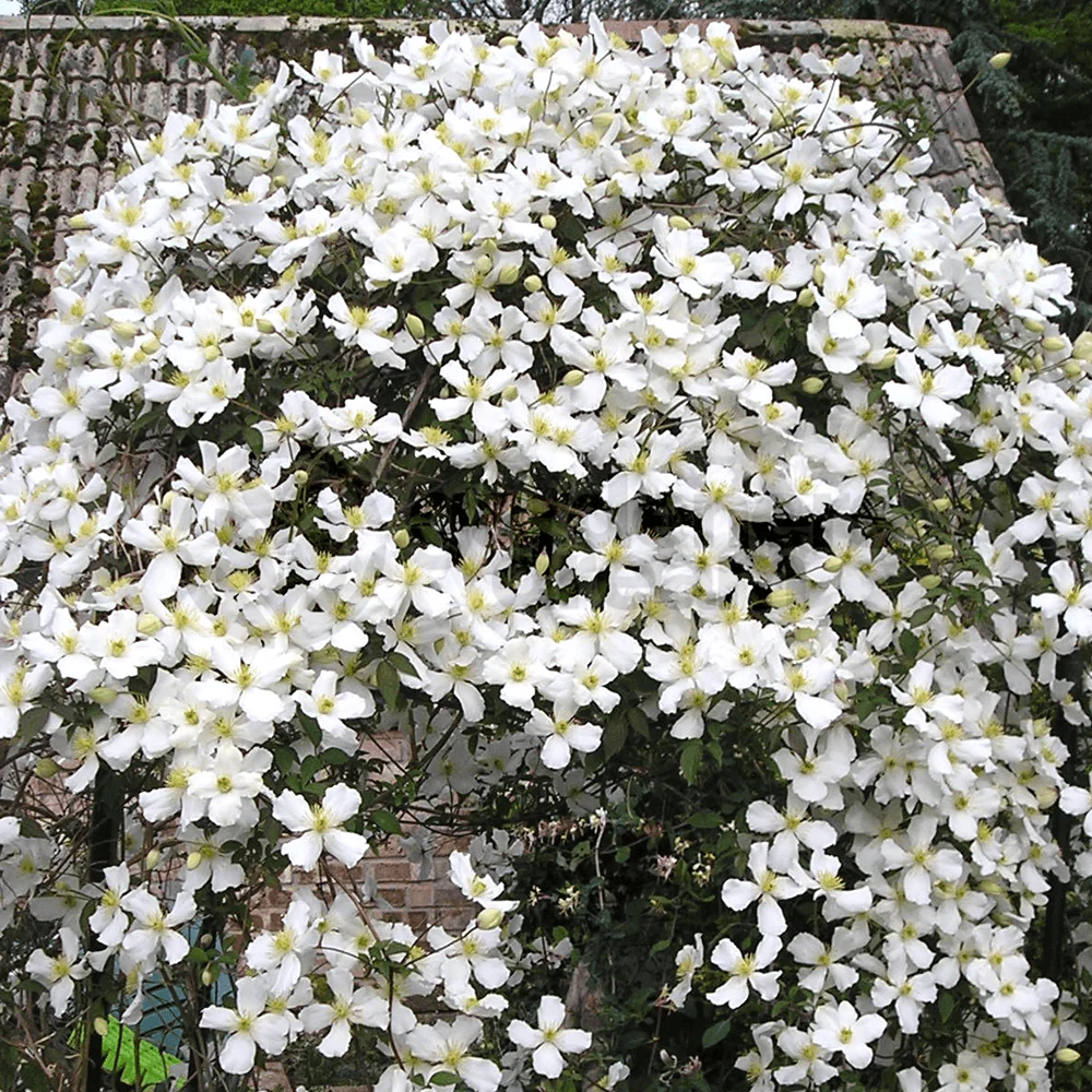 Clematis montana grandiflora - Image 2