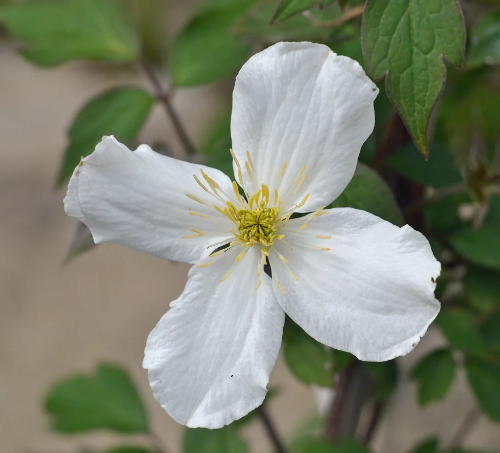 Clematis montana grandiflora - Image 3