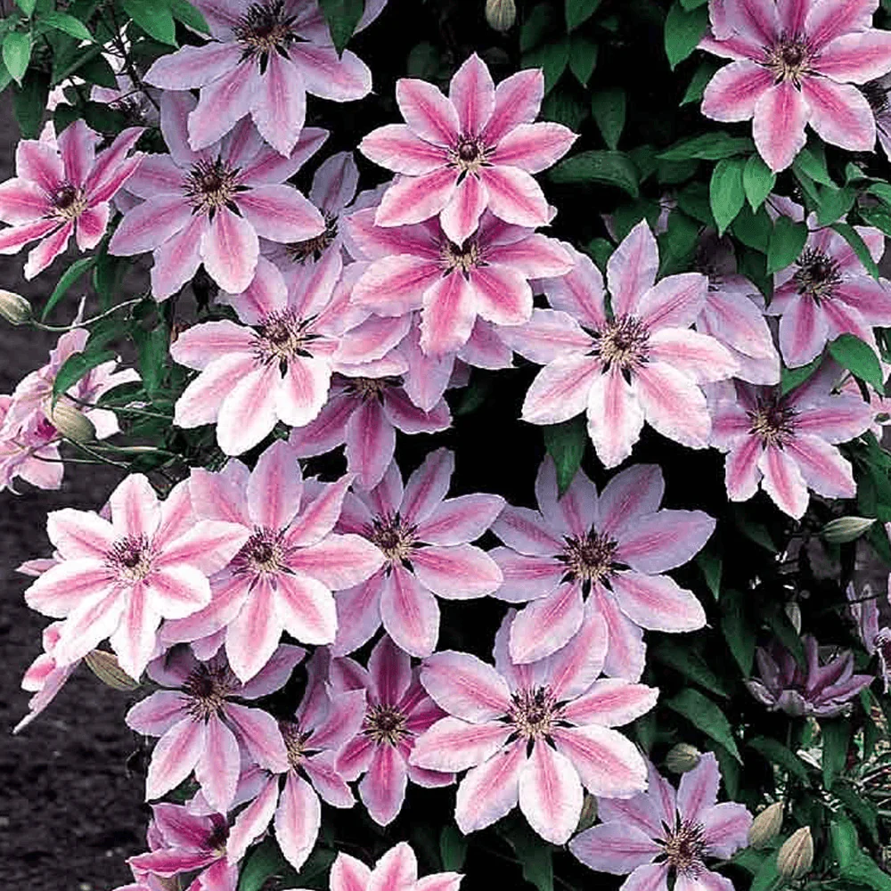 Clematis 'Nelly Moser' 2L 4 Cane - Image 2