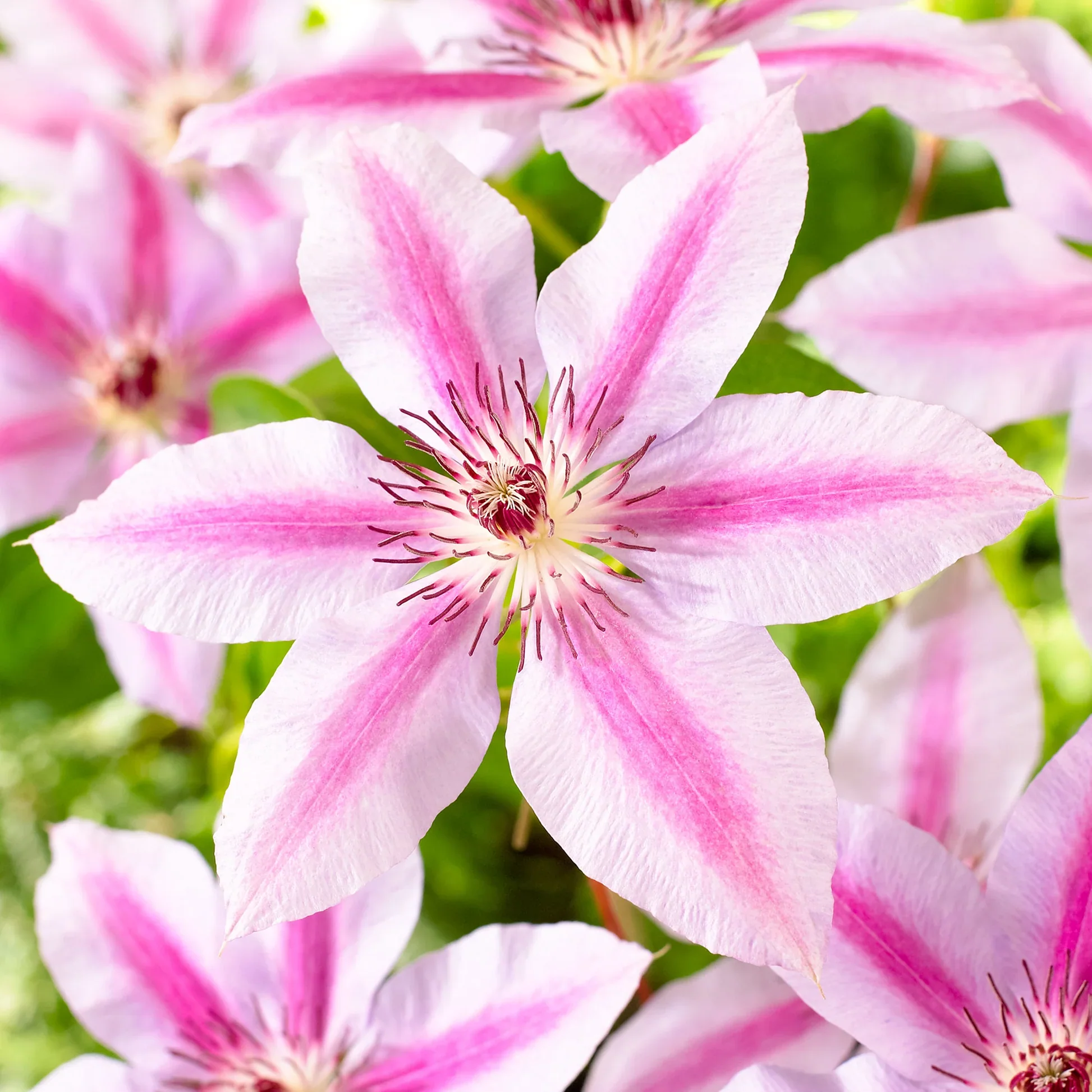 Clematis 'Nelly Moser' 2L 4 Cane - Image 3