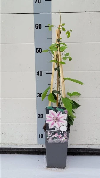 Clematis 'Nelly Moser' 2L 4 Cane - Image 4