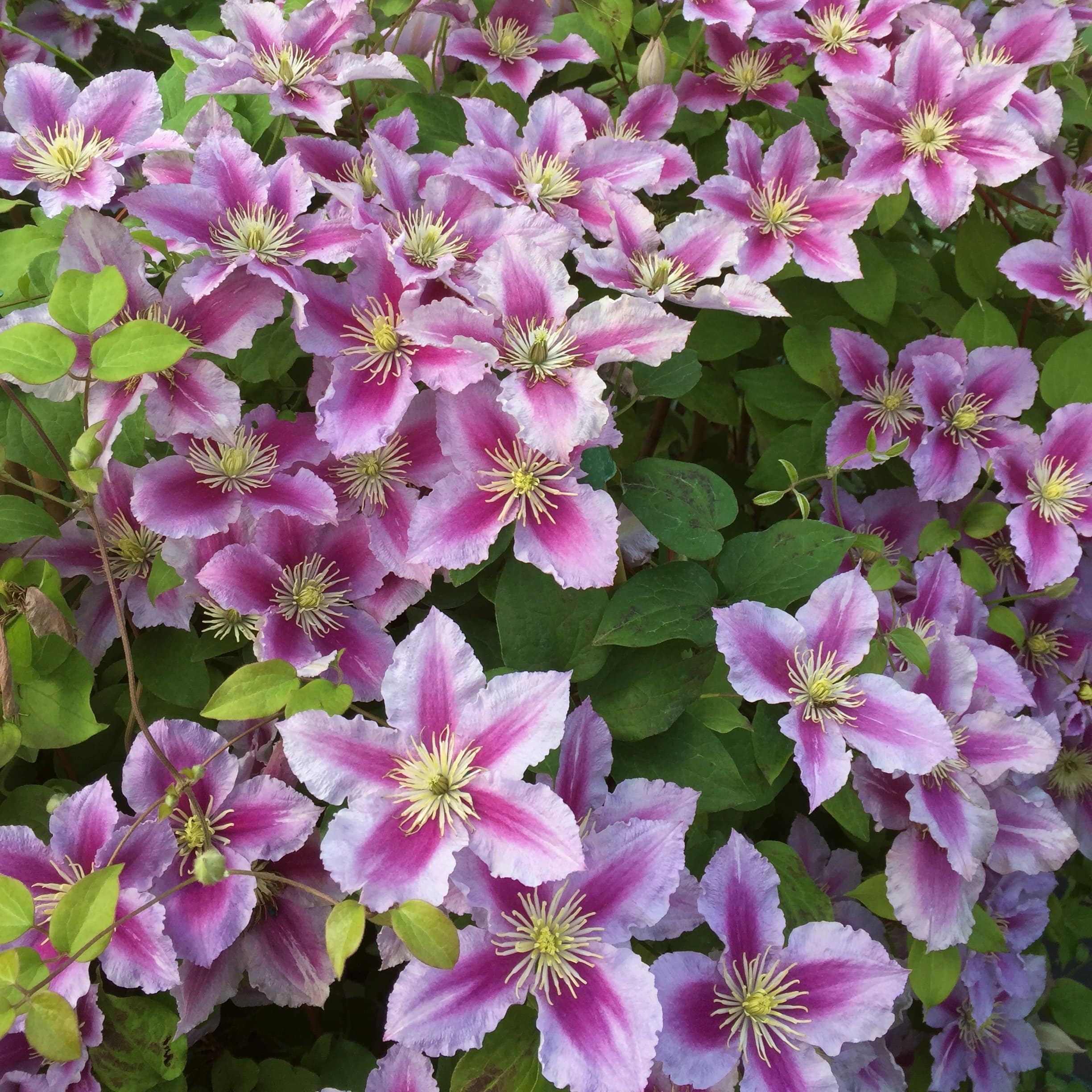 Clematis 'Piilu' 2L 4 Cane