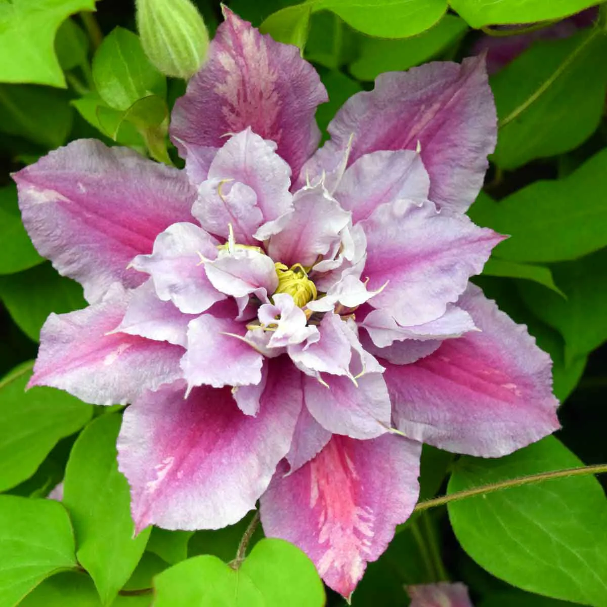Clematis 'Piilu' 2L 4 Cane - Image 3