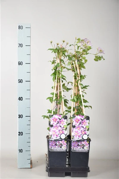 Clematis 'Piilu' 2L 4 Cane - Image 4