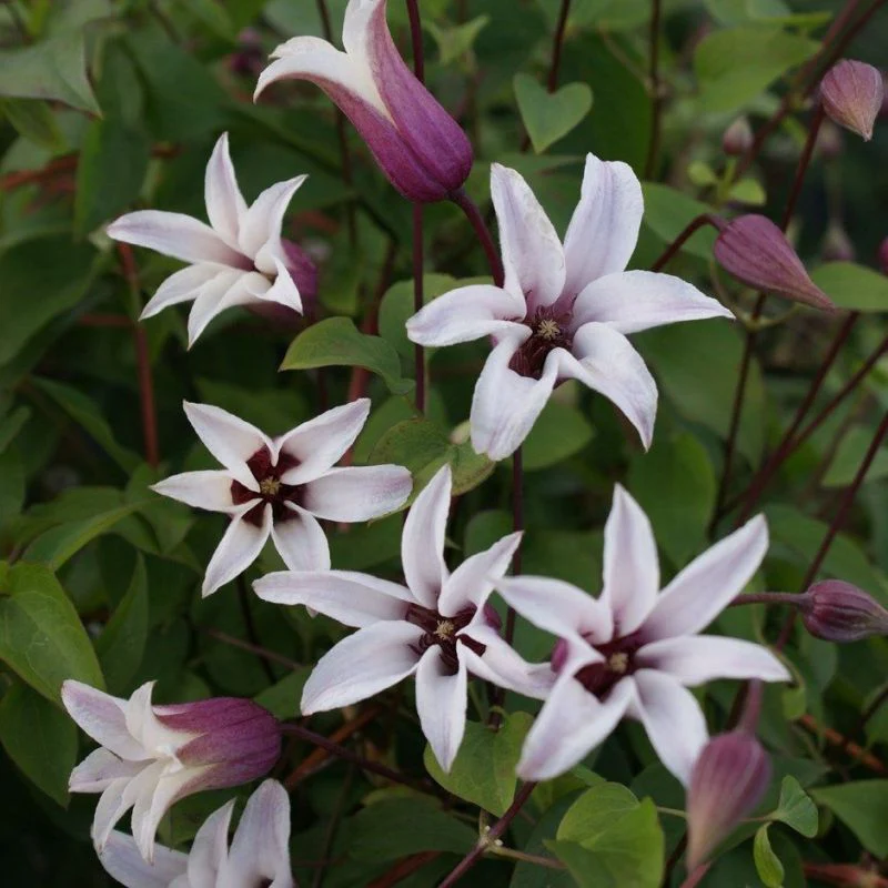 Clematis 'Princess Kate'