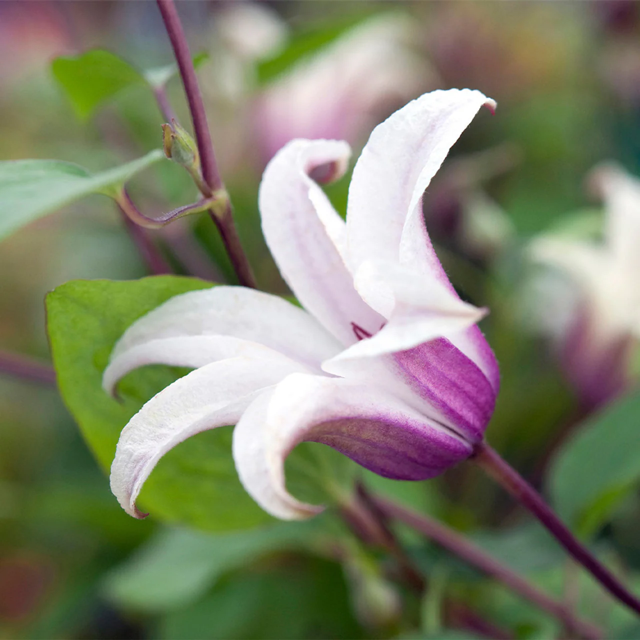 Clematis 'Princess Kate' - Image 2