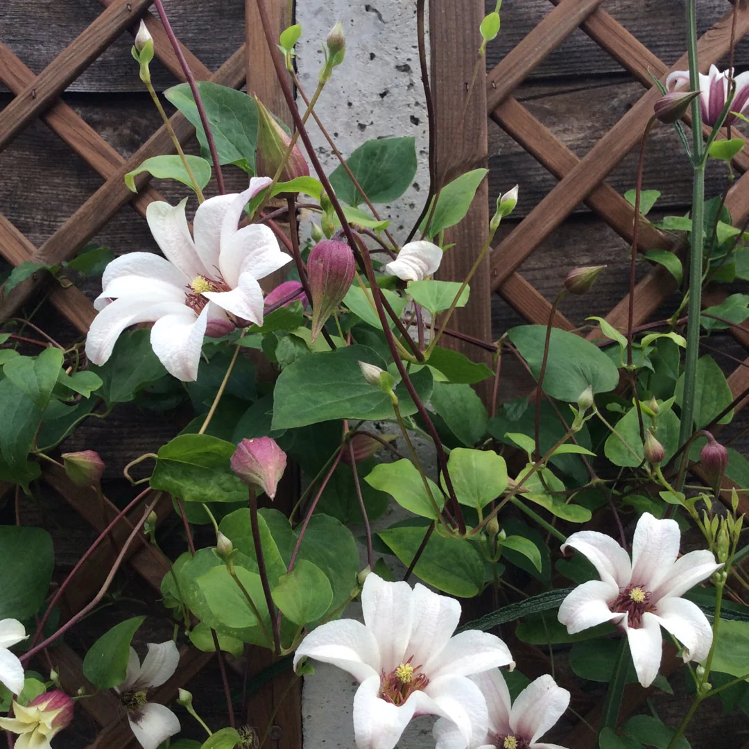 Clematis 'Princess Kate' - Image 3