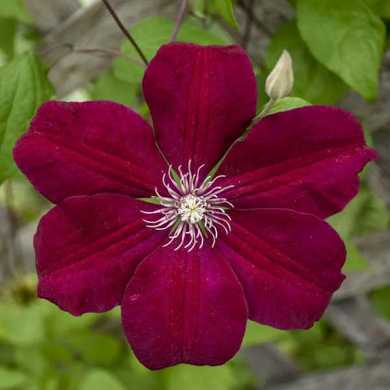 Clematis 'Rouge Cardinal'