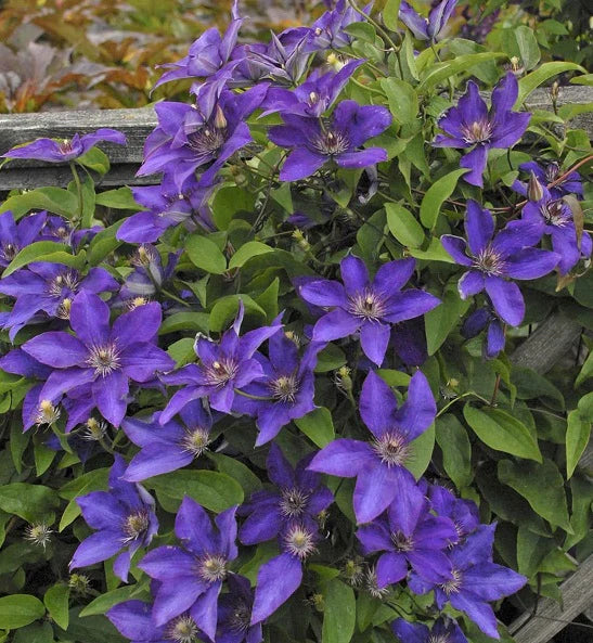 Clematis 'The President' 2 Litre (4 Canes)