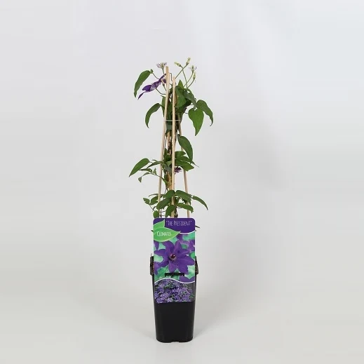 Clematis 'The President' 2 Litre (4 Canes) - Image 2