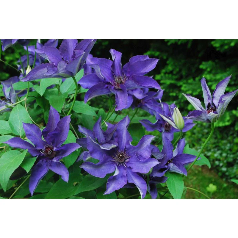 Clematis 'The President' 2 Litre (4 Canes) - Image 3
