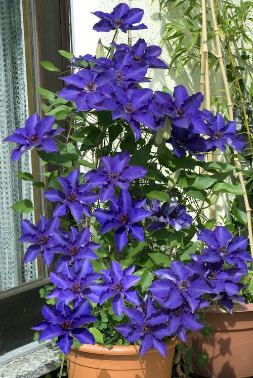 Clematis 'The President' 2 Litre (4 Canes) - Image 4